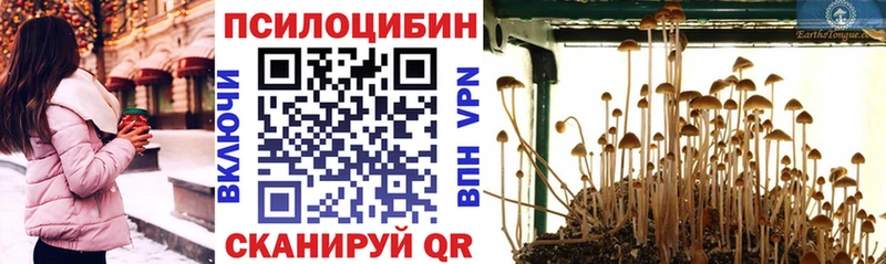 Купить  Калуга  Псилоцибиновые грибы Psilocybe 